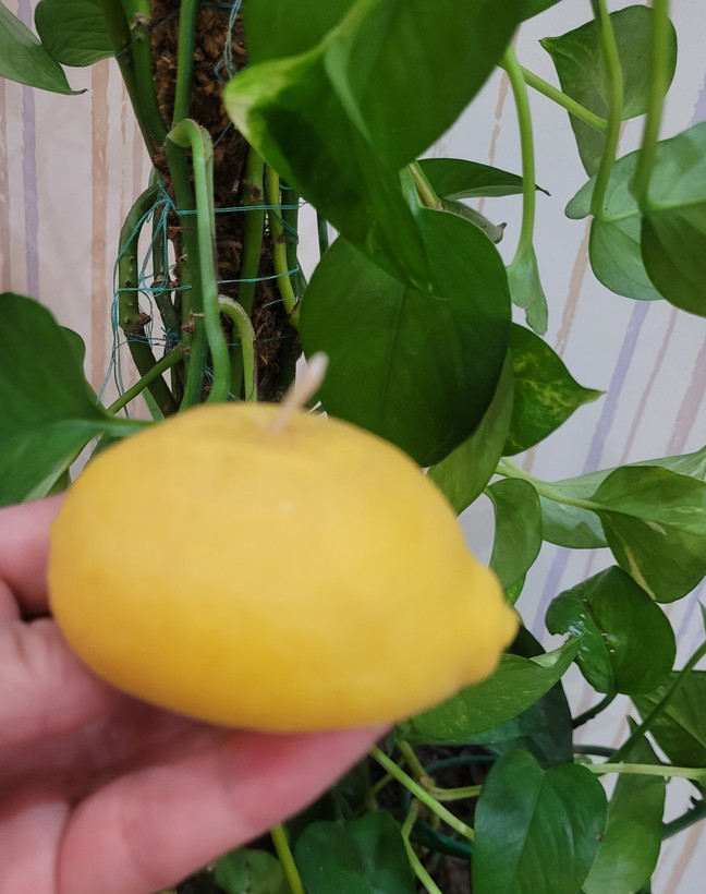 قالب سیلیکونی لیمو