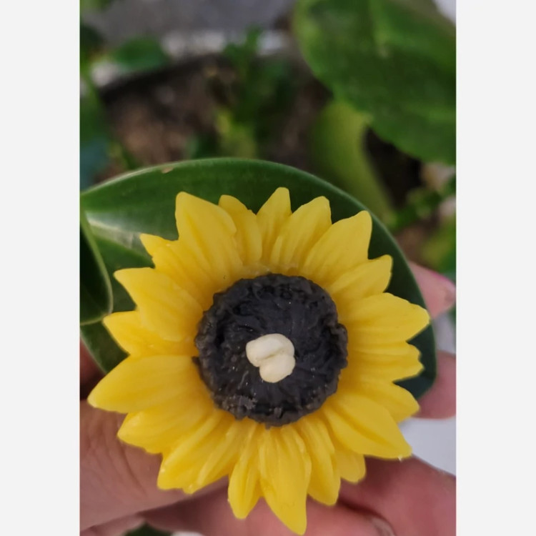 گیفت شمع گل افتابگردون